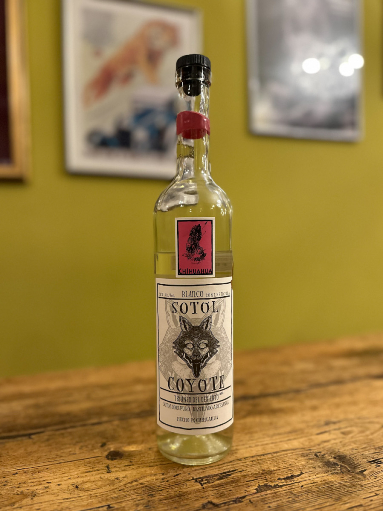 sotol coyote